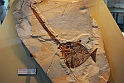 I Fossili di Bolca_33